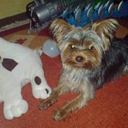 Yorkshire terrier Marco
