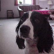 Engelsk springer spaniel Vilma ( Putte)