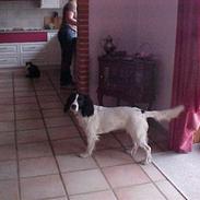 Engelsk springer spaniel Vilma ( Putte)