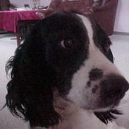 Engelsk springer spaniel Vilma ( Putte)