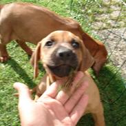 Rhodesian ridgeback Hazinas 4th Ajabu - Gaius