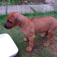 Rhodesian ridgeback Hazinas 4th Ajabu - Gaius