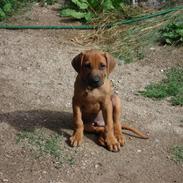 Rhodesian ridgeback Hazinas 4th Ajabu - Gaius