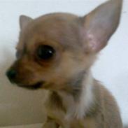 Chihuahua Tess