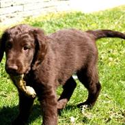 Flat coated retriever Victor Holstein