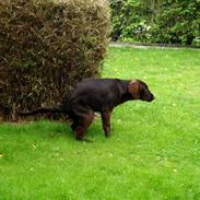 Flat coated retriever Victor Holstein