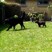 Flat coated retriever Victor Holstein