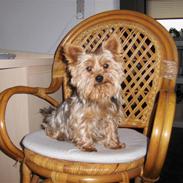 Yorkshire terrier Aladin