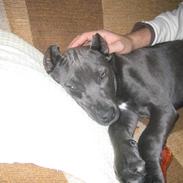 Amerikansk staffordshire terrier Perle