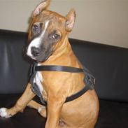 Amerikansk staffordshire terrier chanel 