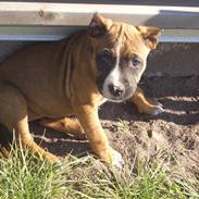 Amerikansk staffordshire terrier chanel 