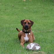 Blanding af racer Kaylee