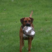 Blanding af racer Kaylee