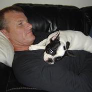 Fransk bulldog Elvis