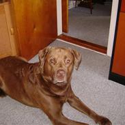 Labrador retriever Odin