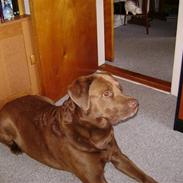 Labrador retriever Odin