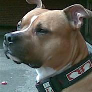 Amerikansk staffordshire terrier ITCHY
