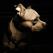 Amerikansk staffordshire terrier ITCHY
