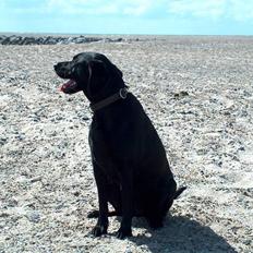 Labrador retriever Tilde