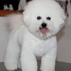 Bichon à poil frisé Lucy stars White Nimbus