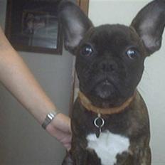 Fransk bulldog Bella Bull Bandit(DØD)