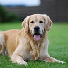 Golden retriever Django<'3 R.I.P 