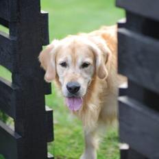 Golden retriever Django<'3 R.I.P 