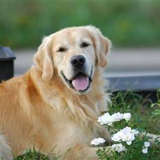 Golden retriever Django<'3 R.I.P 