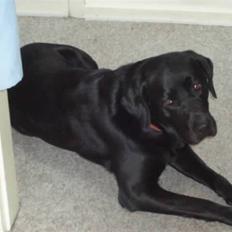 Labrador retriever teddy