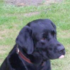 Labrador retriever teddy