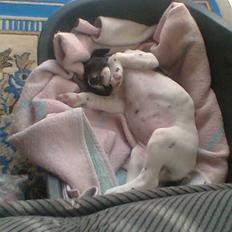 Blanding af racer fie død