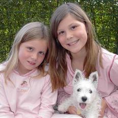 West highland white terrier chicka