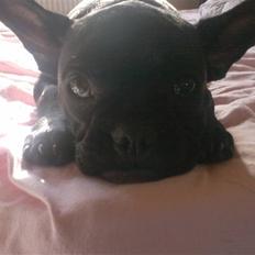 Fransk bulldog Luna