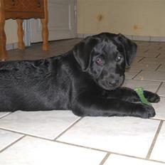 Labrador retriever Fifi Sunshine Anja Anna