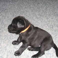 Labrador retriever Fifi Sunshine Anja Anna