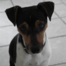 Dansk svensk gaardhund Felix