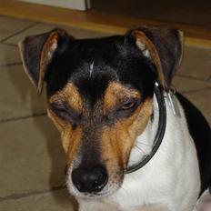 Dansk svensk gaardhund Felix