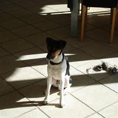 Dansk svensk gaardhund Felix