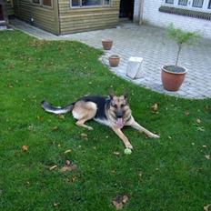 Schæferhund Beckie