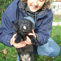 Labrador retriever Fifi Sunshine Anja Anna