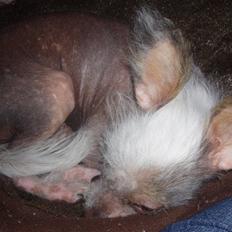 Chinese crested hårløs Fregne (Mexi Rosie-Liv)