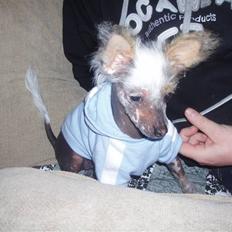 Chinese crested hårløs Fregne (Mexi Rosie-Liv)