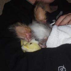 Chinese crested hårløs Fregne (Mexi Rosie-Liv)