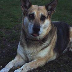 Schæferhund Kira *død*