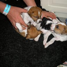 Dansk svensk gaardhund pjevs