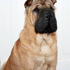 Shar pei Spike