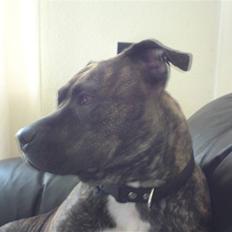 Amerikansk staffordshire terrier Malou R.I.P