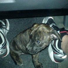 Amerikansk staffordshire terrier Malou R.I.P