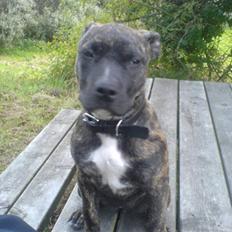 Amerikansk staffordshire terrier Malou R.I.P