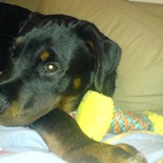 Rottweiler balto